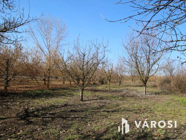 Kis ház gyümölcsfákkal eladó!