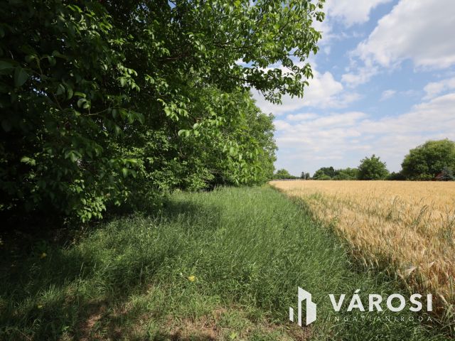 Eladó tanya Gyulán a Kálvárián